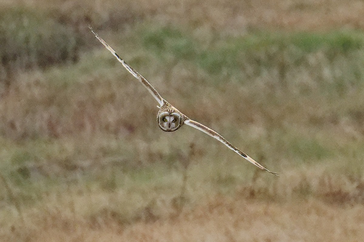 Хулгар гуйванга - ML646553602