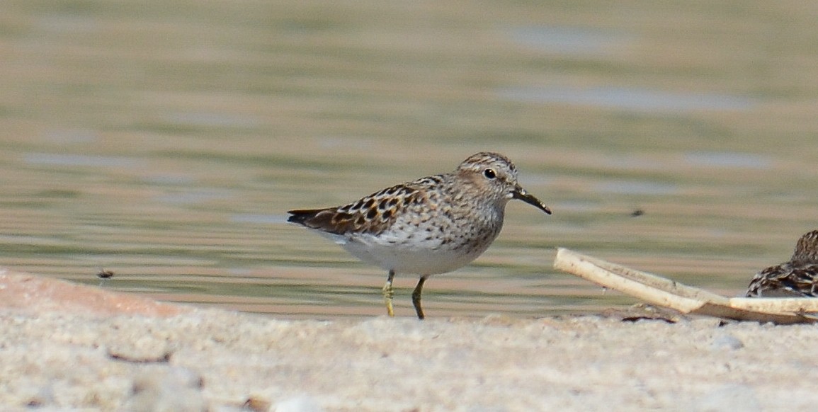Побережник-крихітка - ML646553603