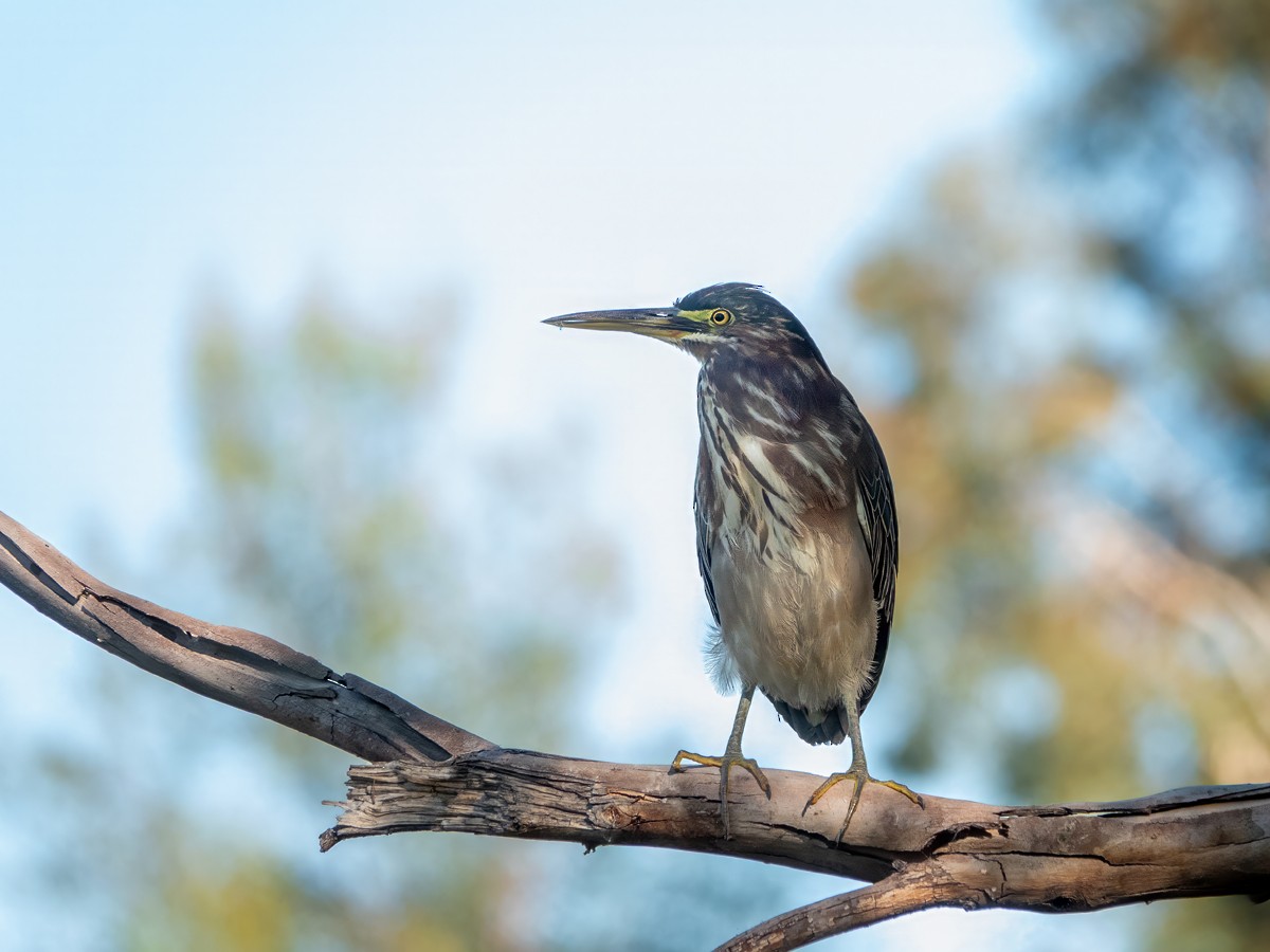 Чапля зелена - ML646553604