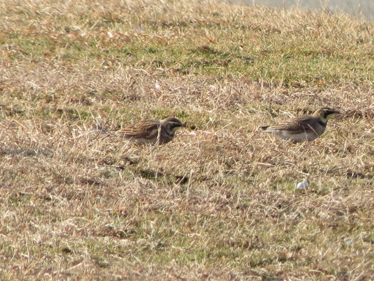 Horned Lark - ML646553605