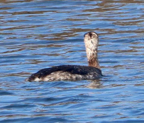 Grèbe jougris - ML646553607