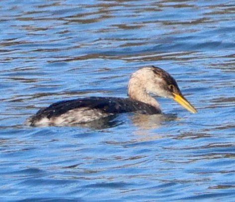 Grèbe jougris - ML646553609