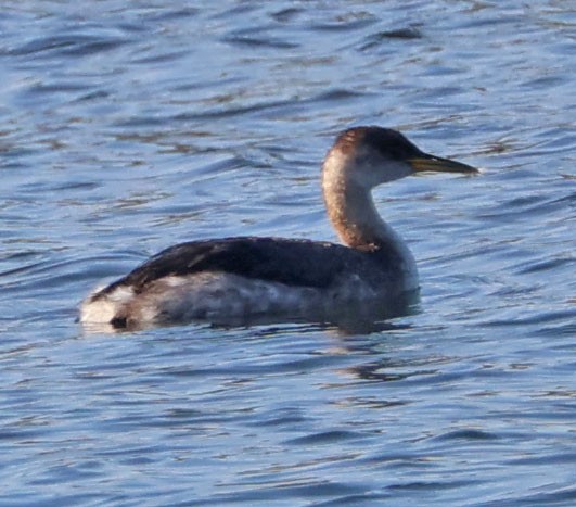 Grèbe jougris - ML646553610