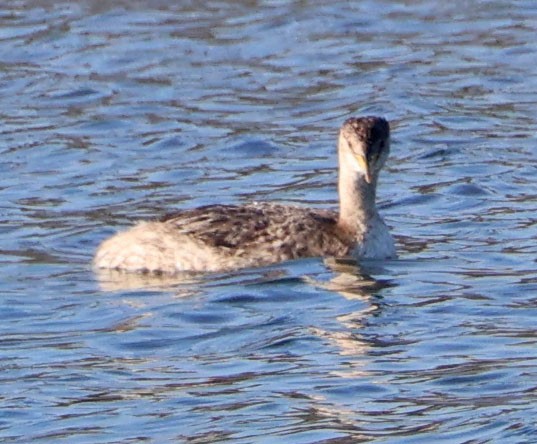 Grèbe jougris - ML646553611