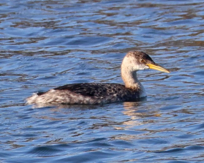 Grèbe jougris - ML646553612