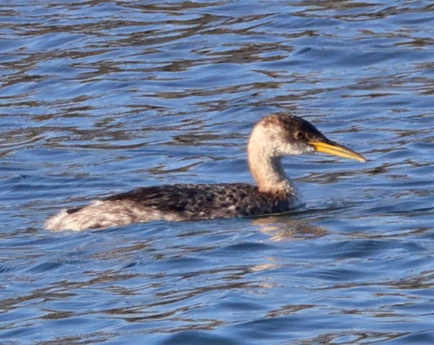 Grèbe jougris - ML646553613