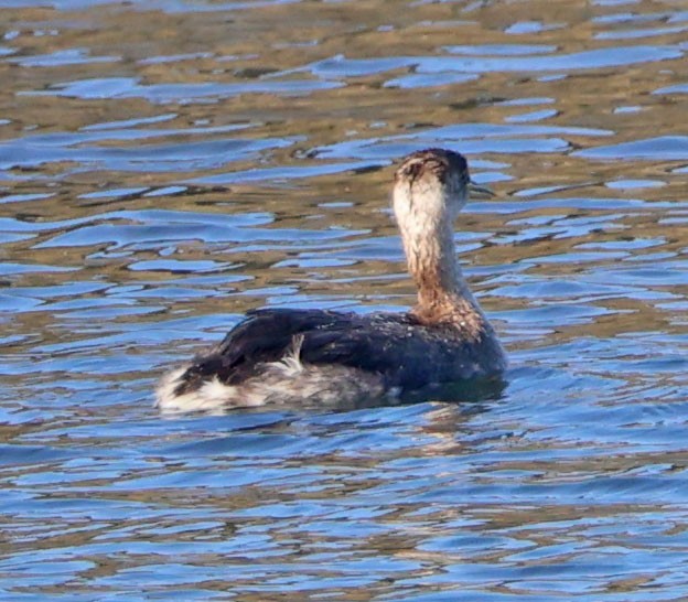 Grèbe jougris - ML646553615