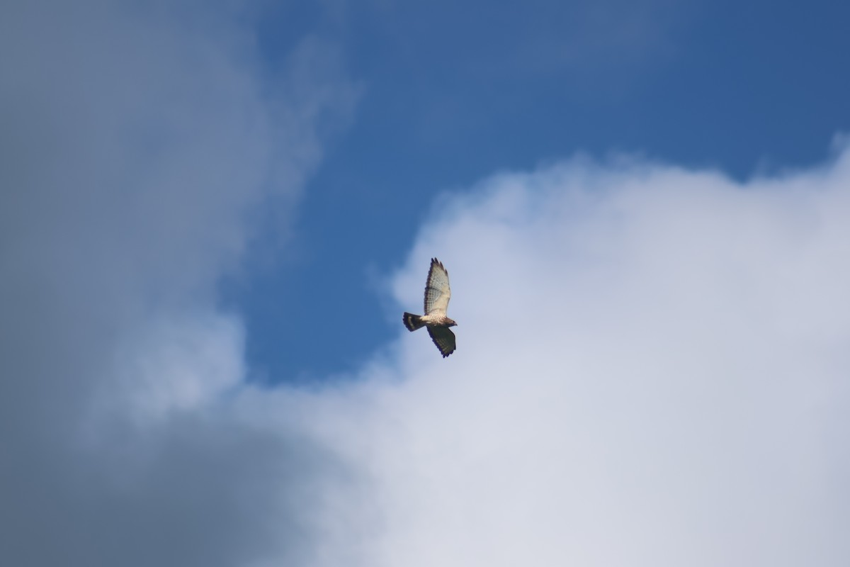 Канюк ширококрилий - ML646553617