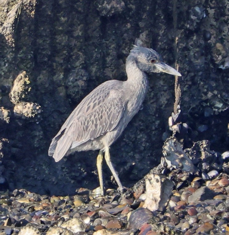 Sarı Tepeli Gece Balıkçılı - ML646553622