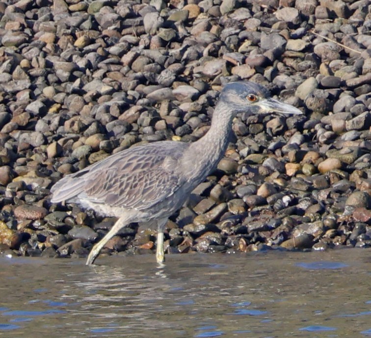 Sarı Tepeli Gece Balıkçılı - ML646553623