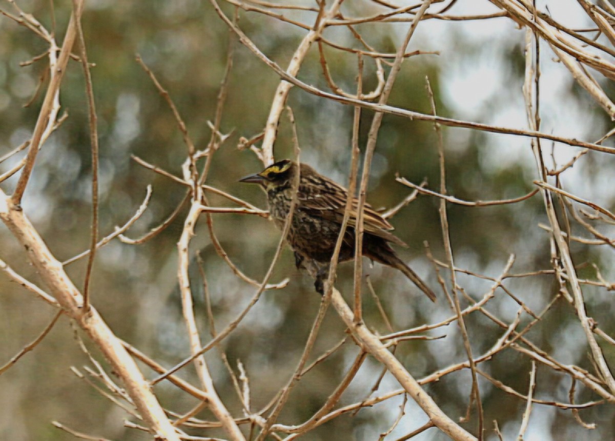 Varillero Aliamarillo - ML646553624
