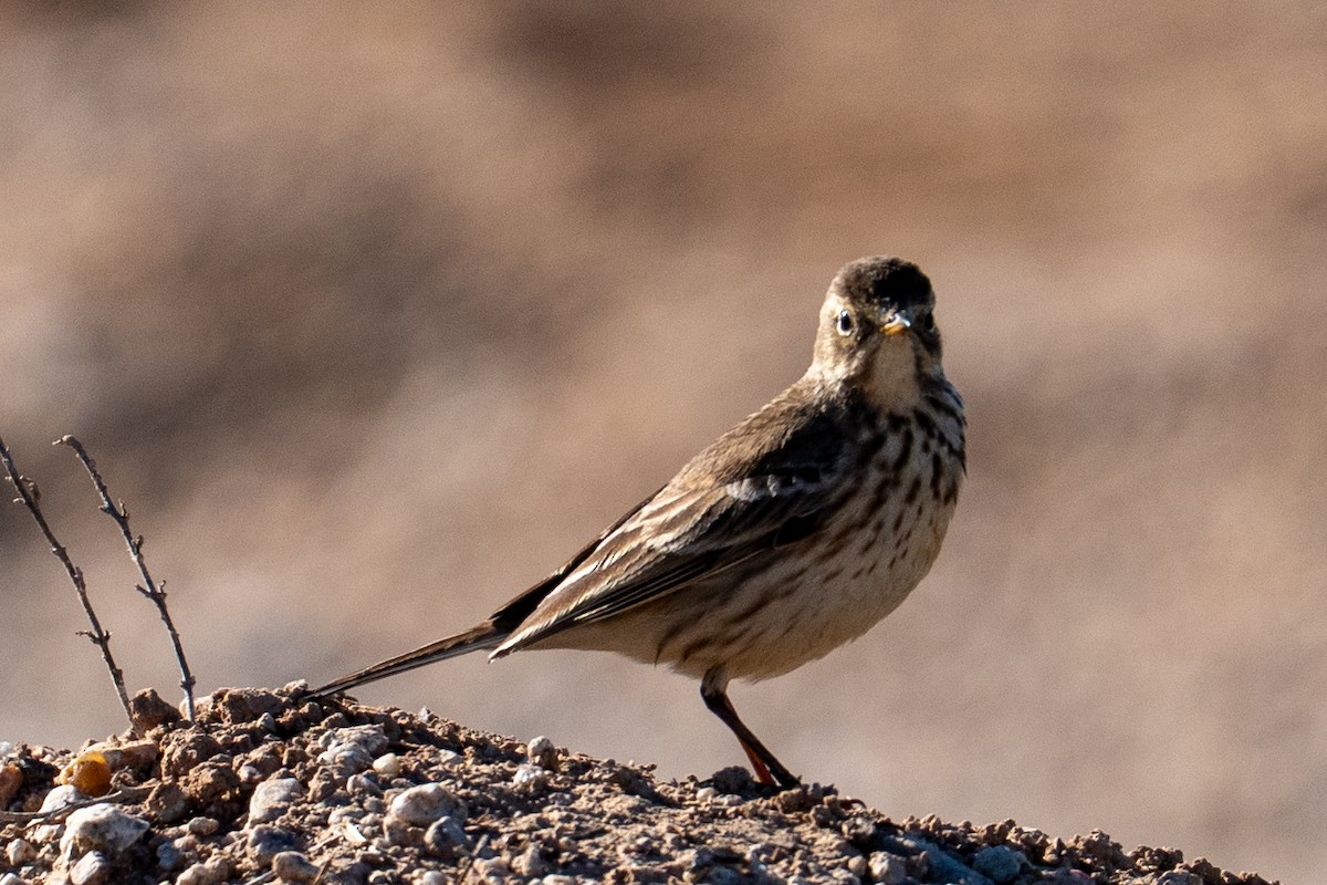 Spioncello del Pacifico - ML646553625