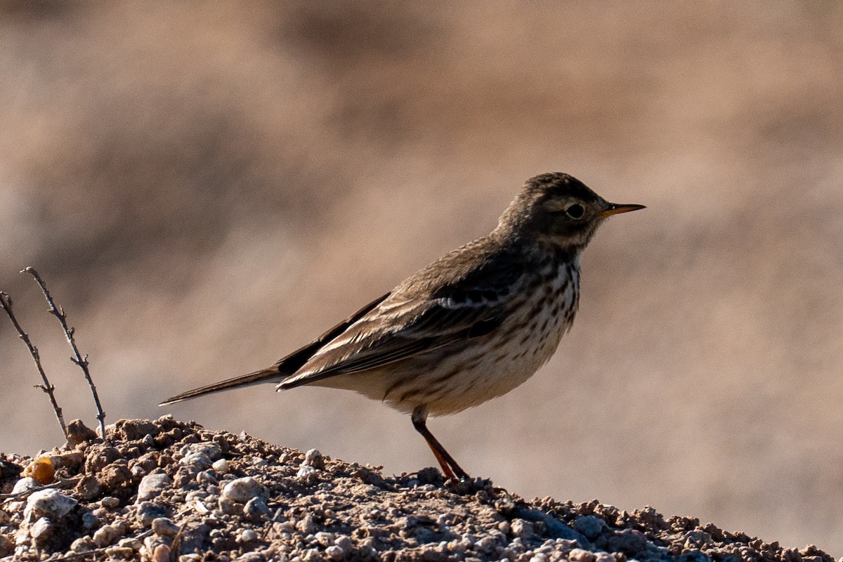 Spioncello del Pacifico - ML646553627