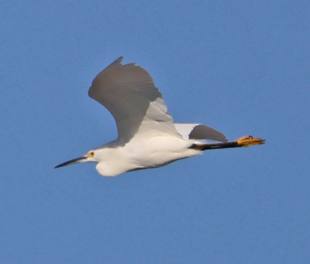 Karbeyaz Balıkçıl - ML646553628