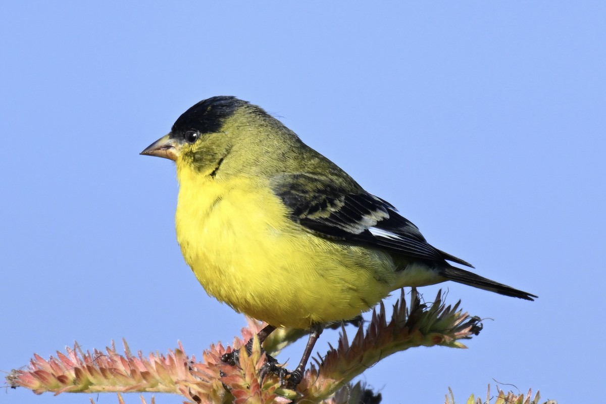 Mexikozeisig - ML646553631