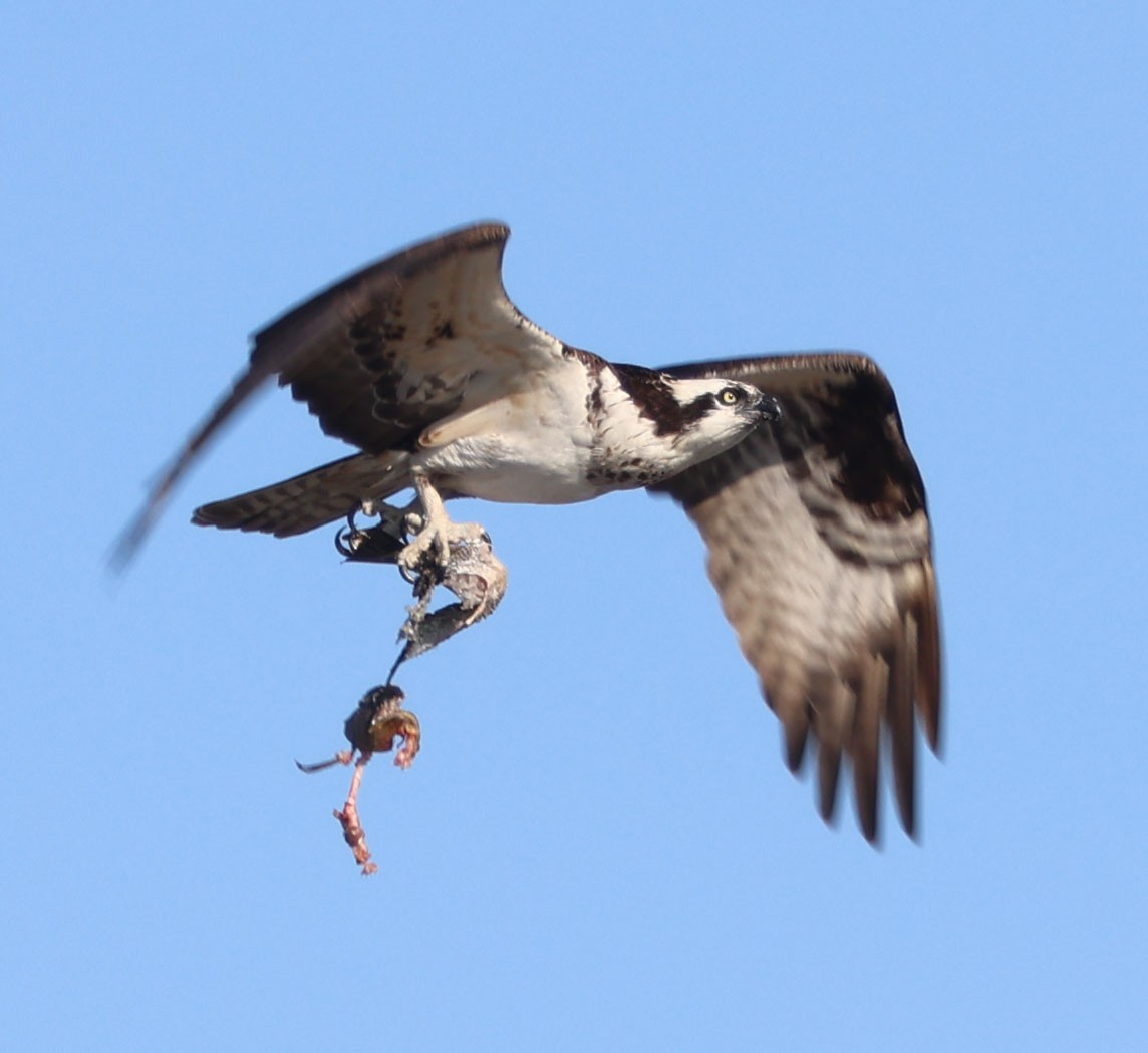 Balık Kartalı - ML646553633