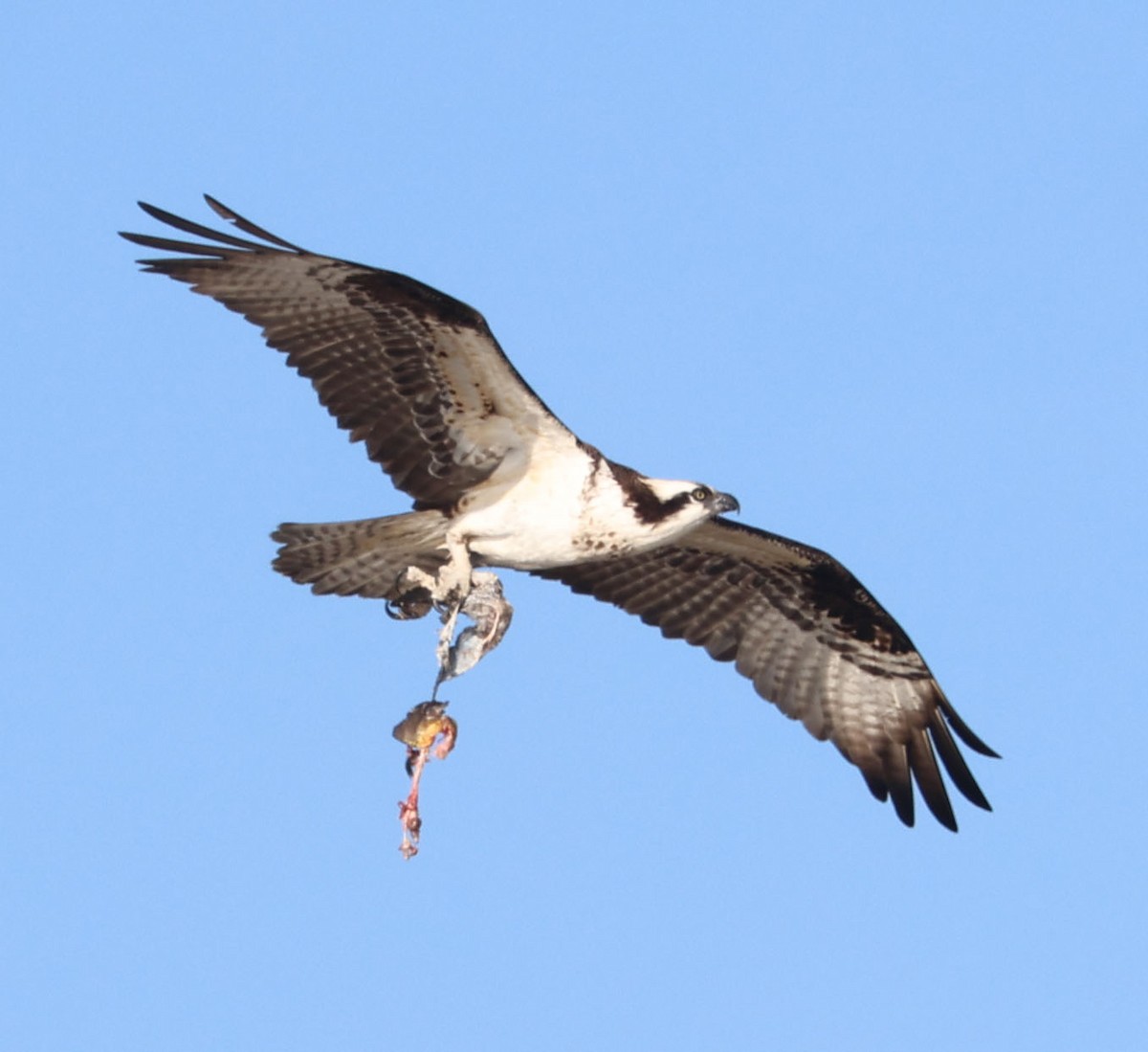 Balık Kartalı - ML646553634