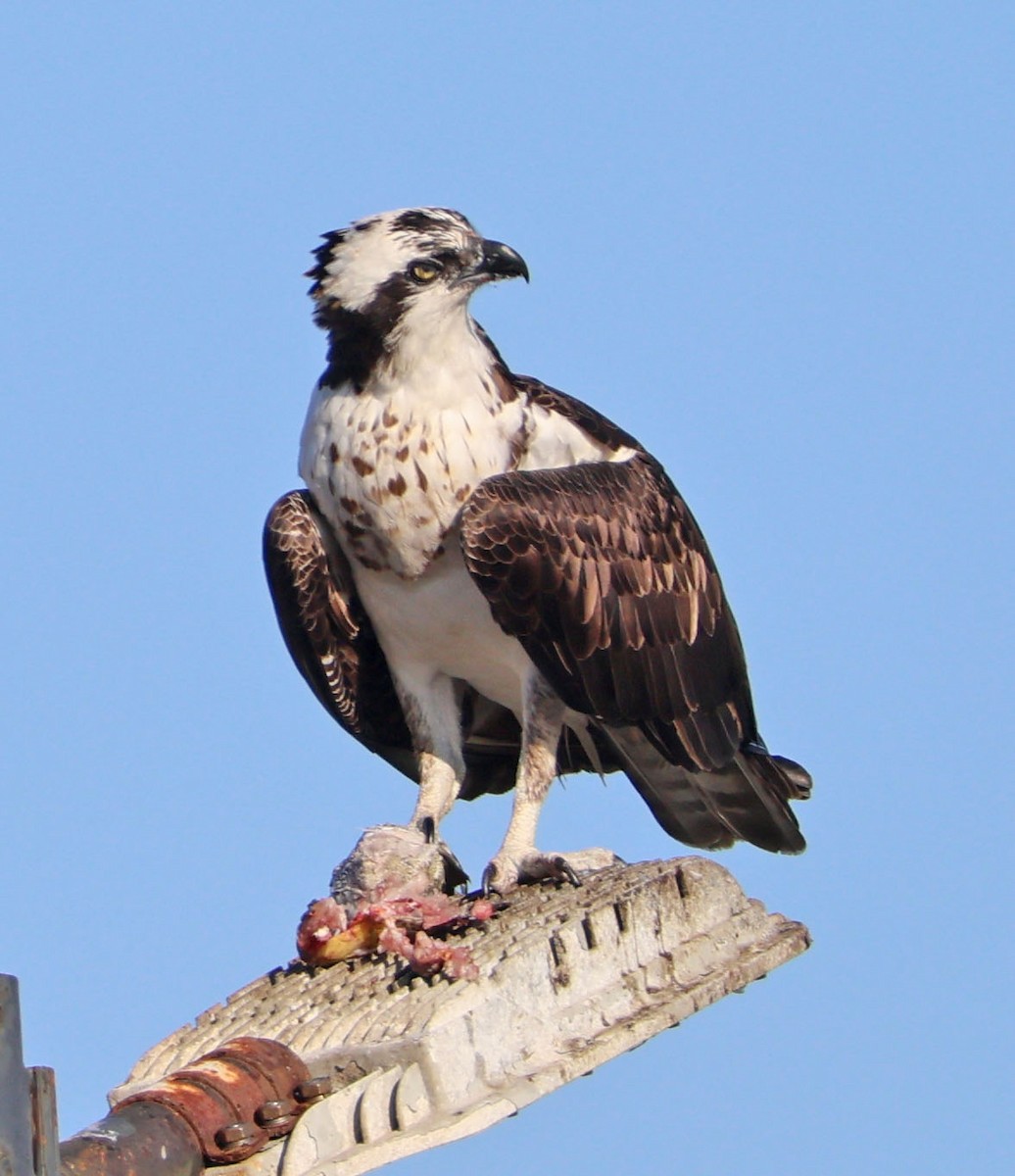 Balık Kartalı - ML646553635