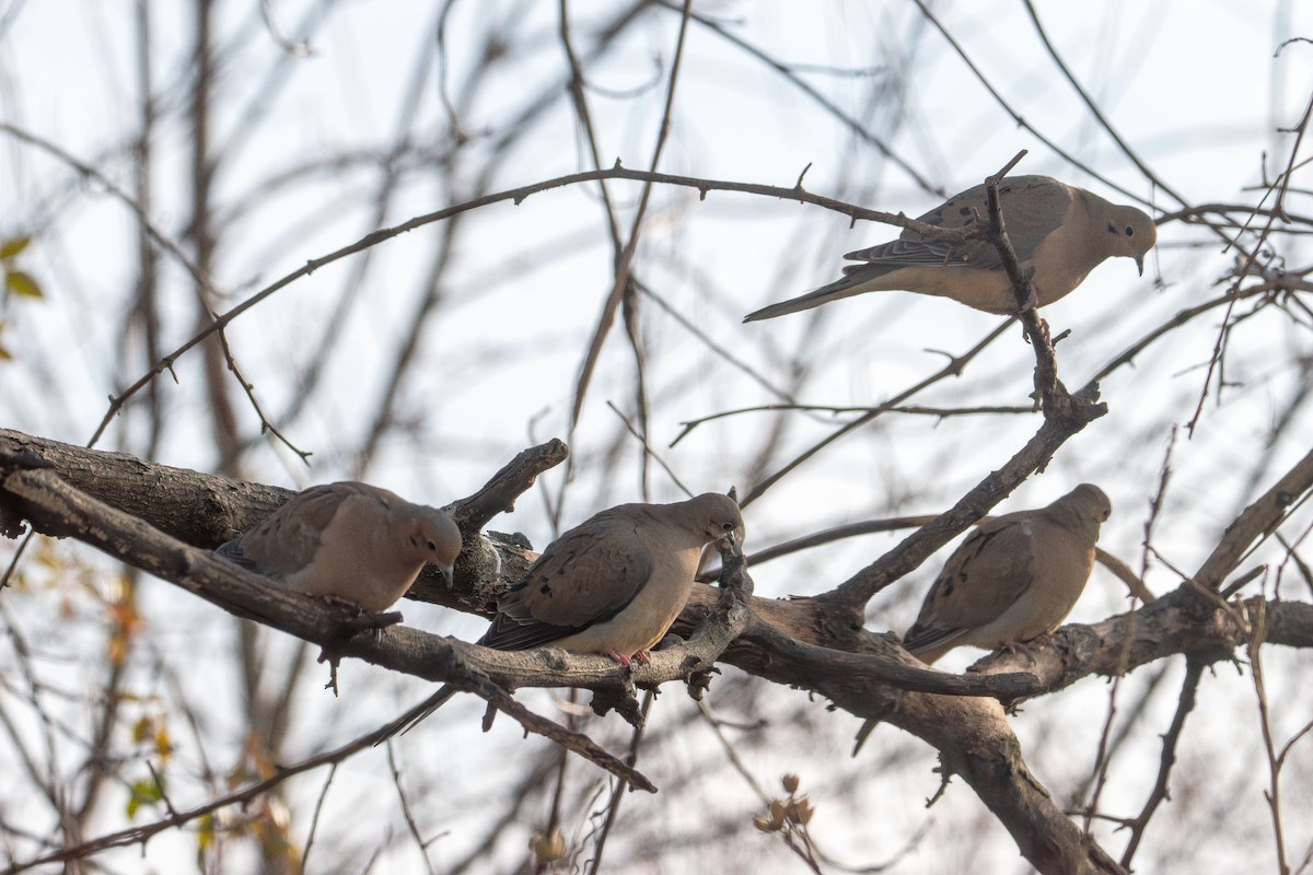Зенаїда північна - ML646553636
