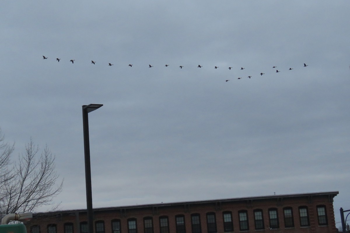 ברנטה קנדית - ML646553637