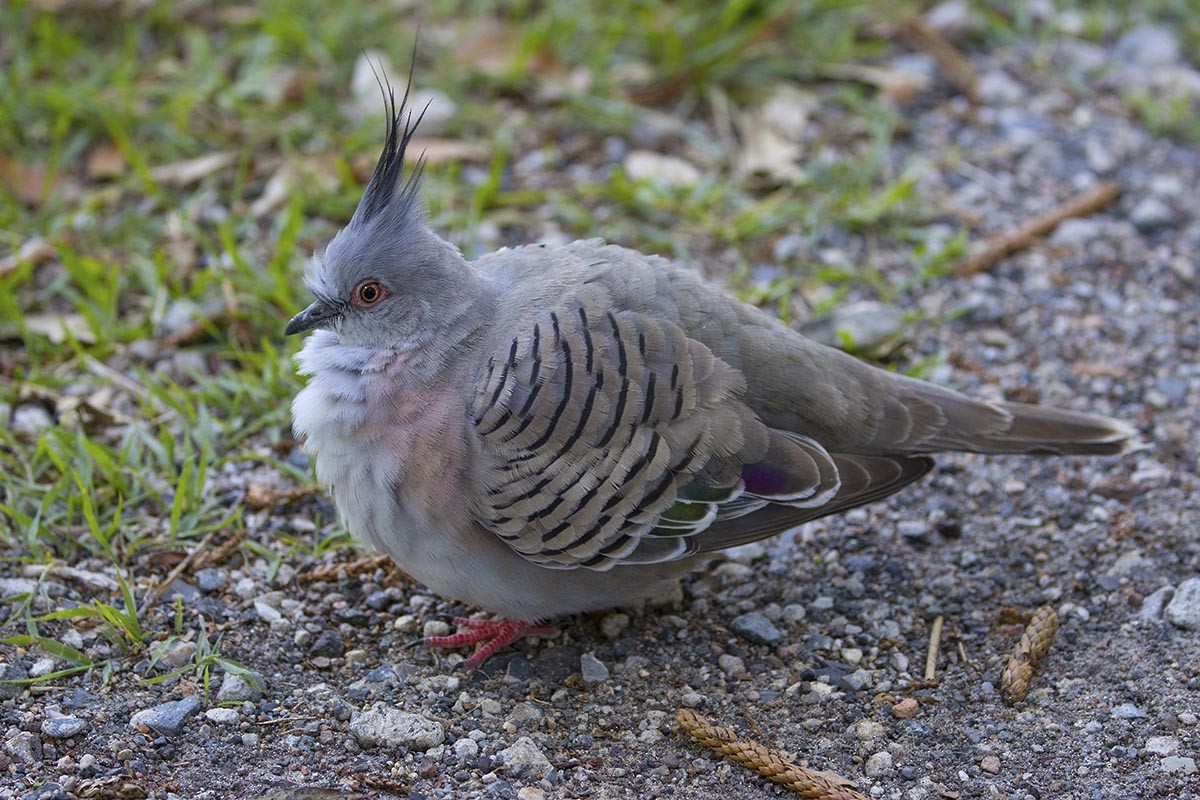 Crested Pigeon - ML646553638