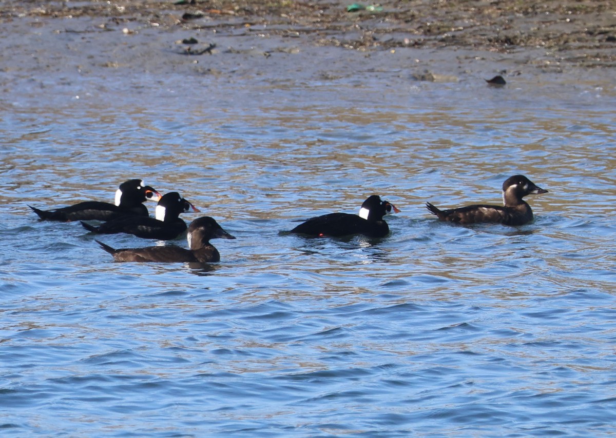 Yamalı Ördek - ML646553642