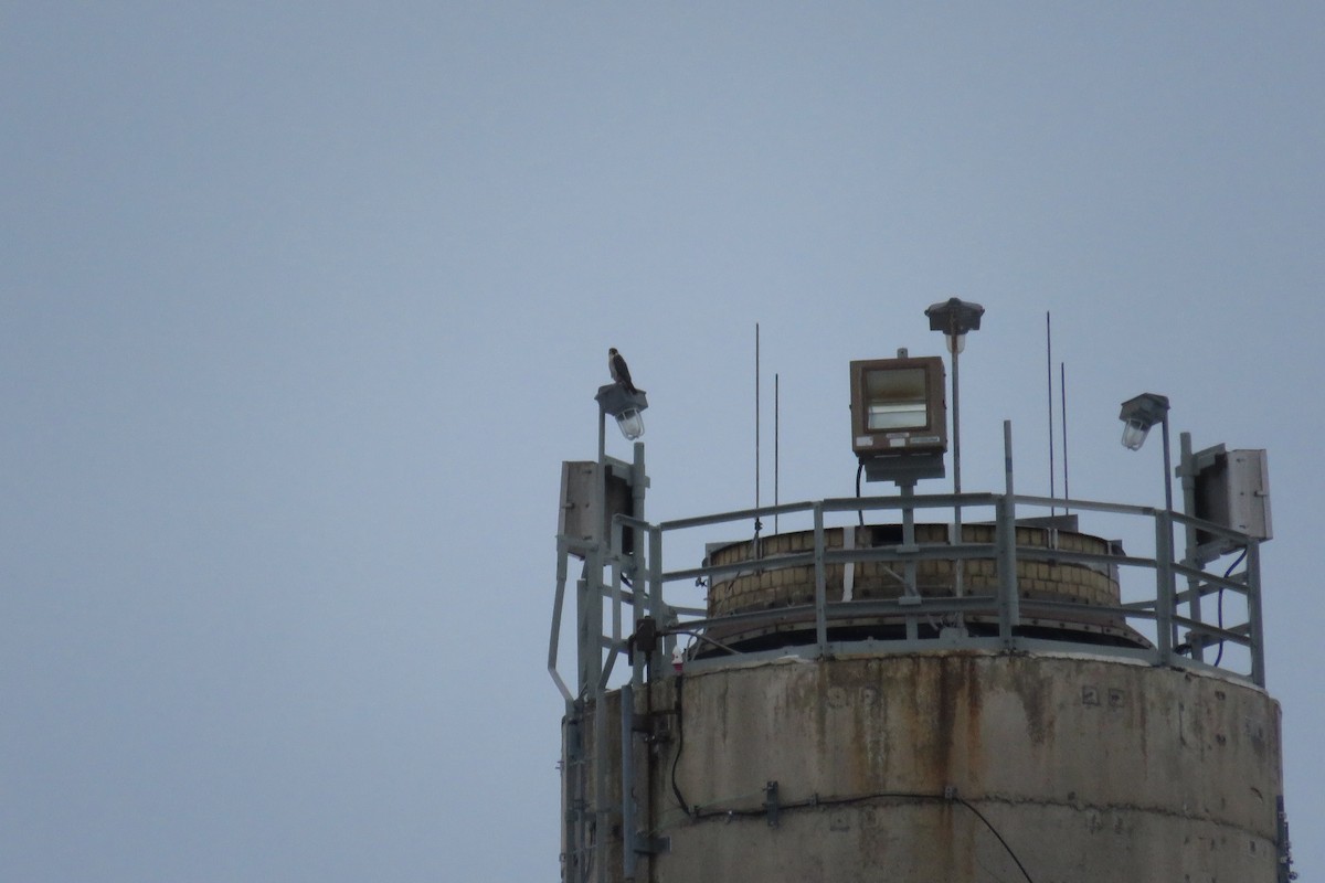 בז נודד - ML646553643