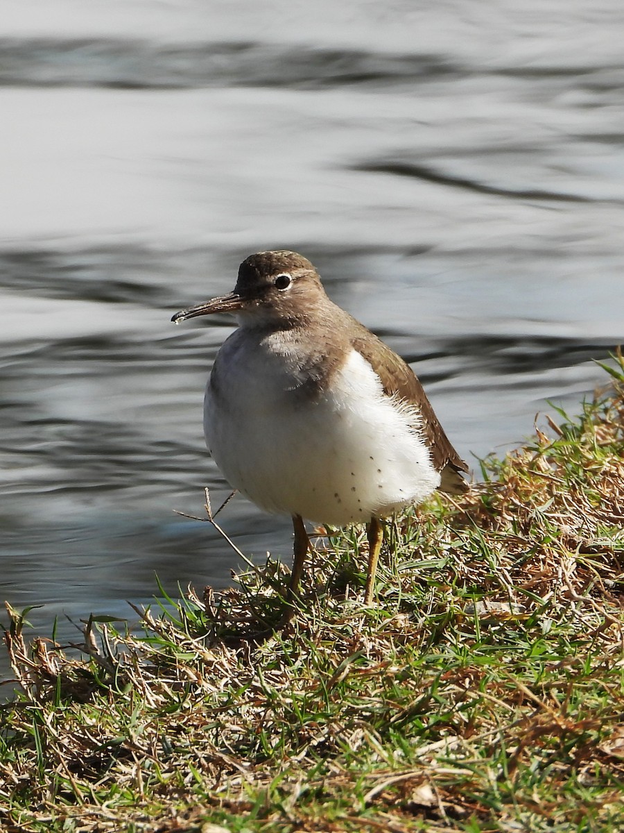Пятнистый перевозчик - ML646553644