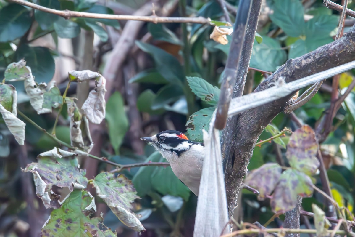 Дятел пухнастий - ML646553645