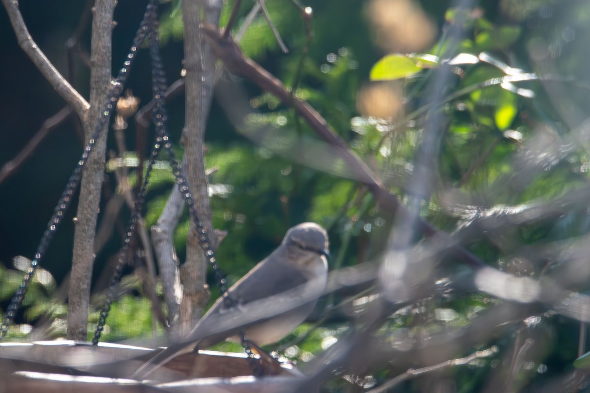 Пересмішник багатоголосий - ML646553647