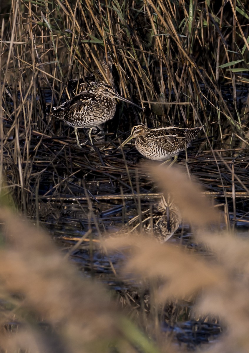 Common Snipe - ML646553648