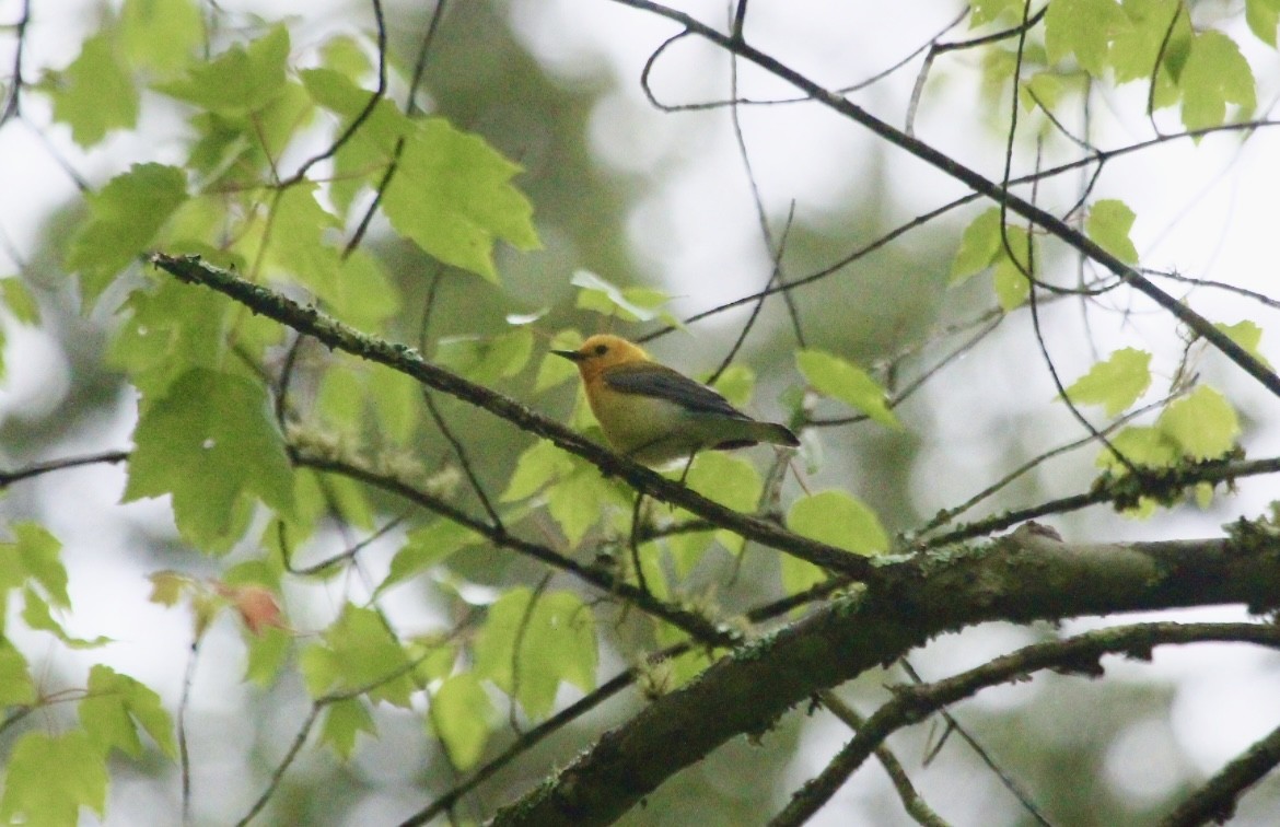 Prothonotary Warbler - ML646553650