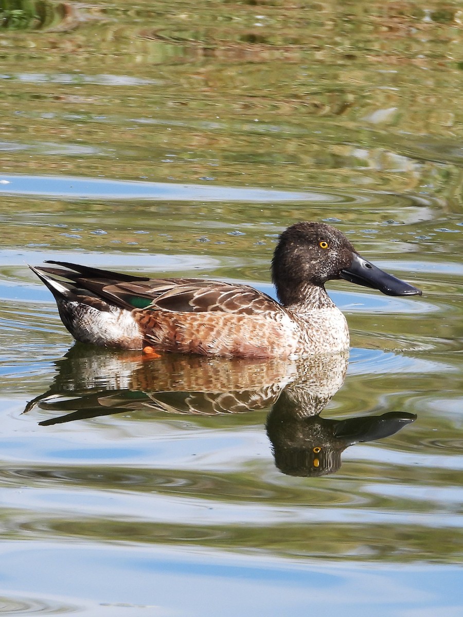 Широконоска - ML646553654