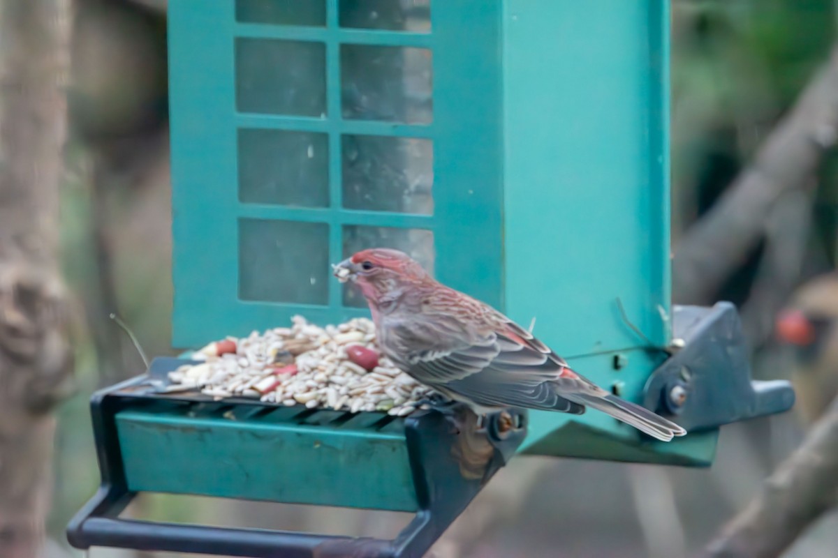 Чечевиця садова - ML646553655