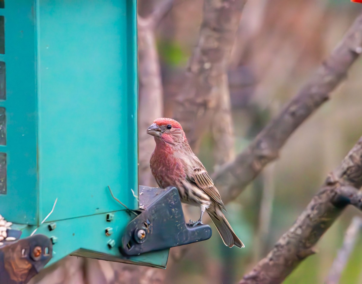 Чечевиця садова - ML646553656
