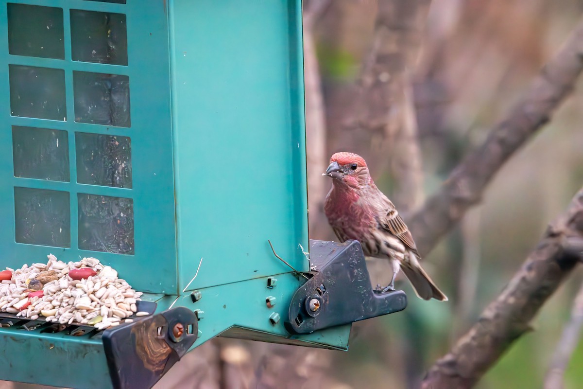 Чечевиця садова - ML646553657