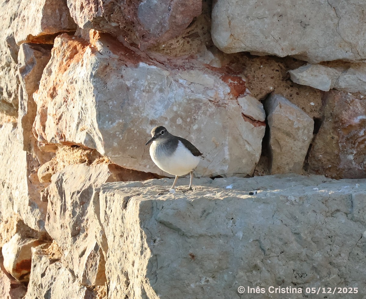Common Sandpiper - ML646553658