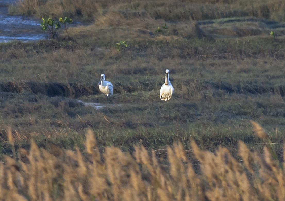 黑面琵鷺 - ML646553659
