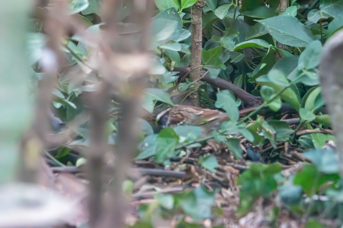 Бруант білогорлий - ML646553660