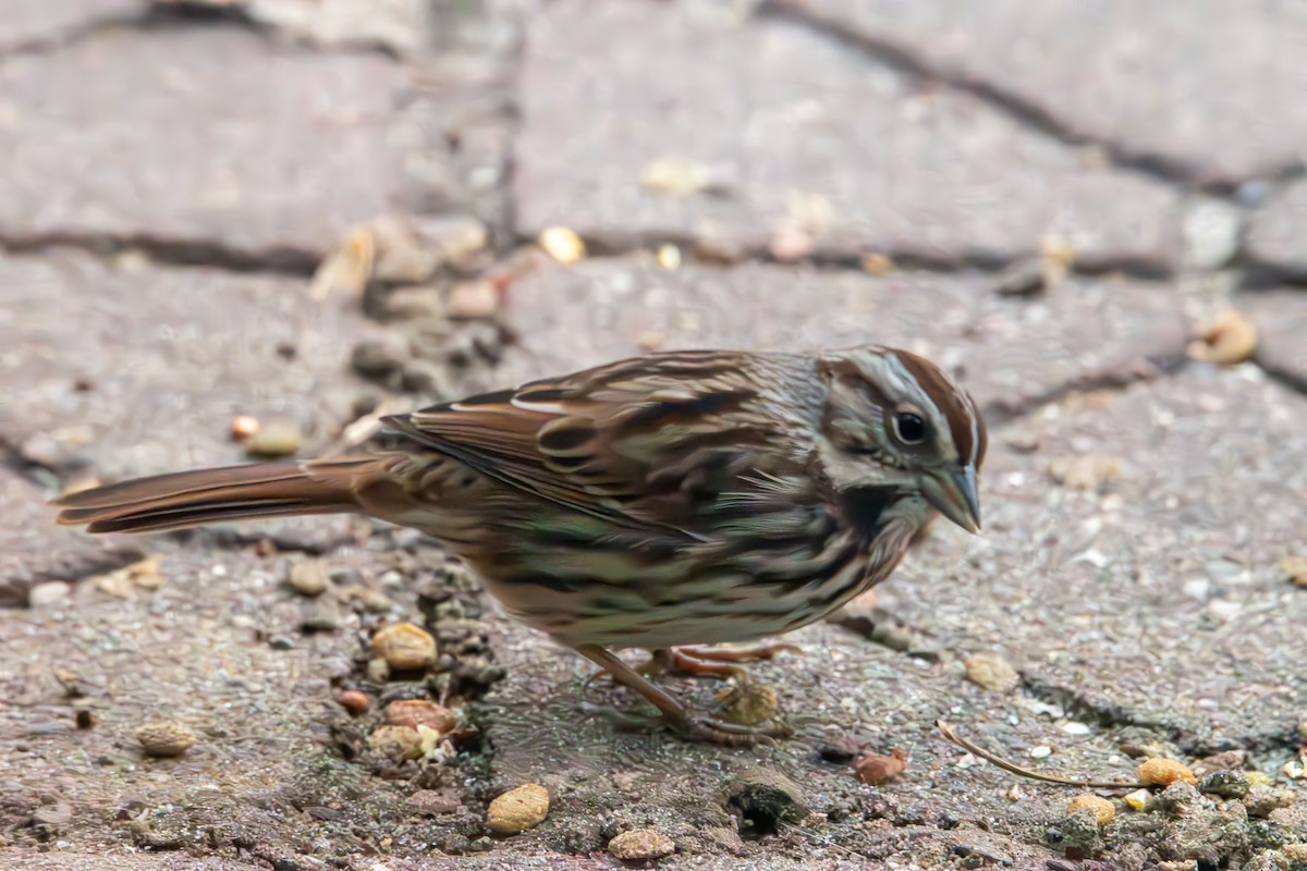 Пасовка співоча - ML646553666