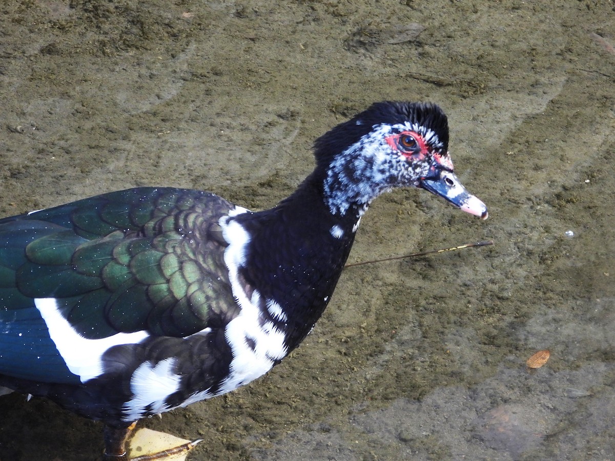 Мускусная утка (Одомашенного типа) - ML646553667