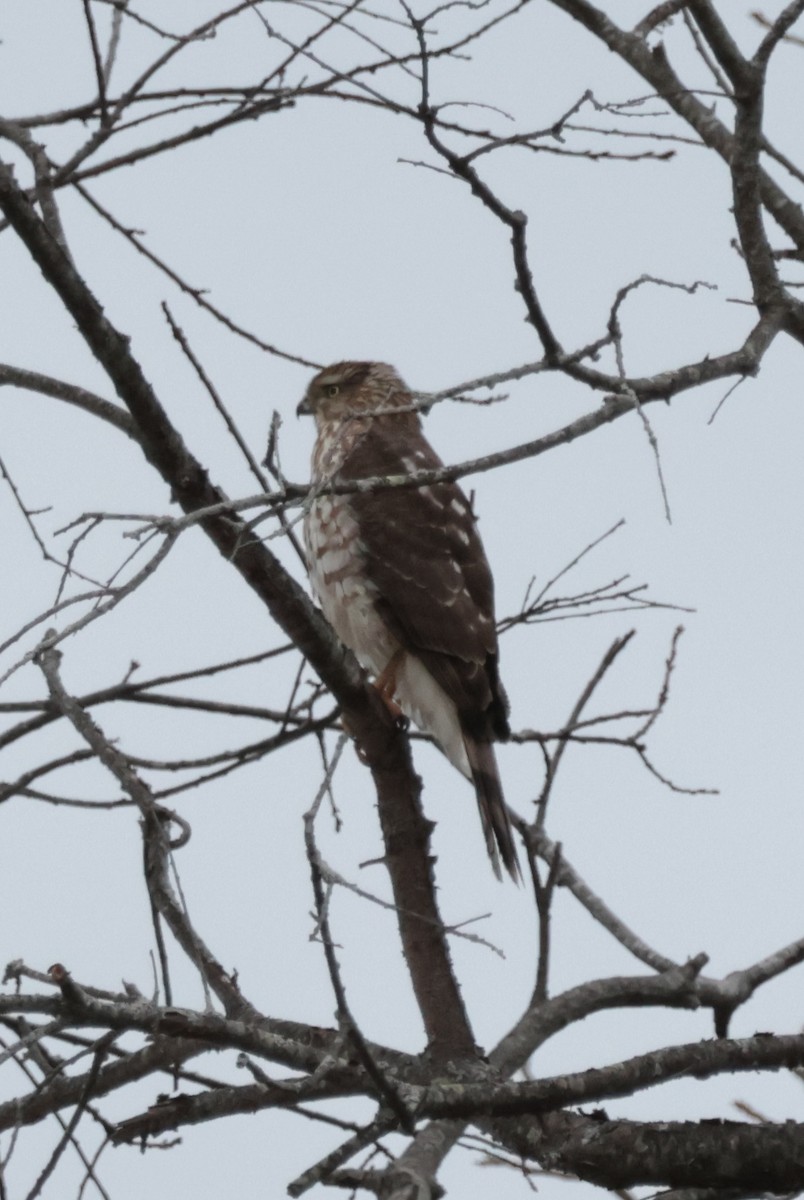 Cooper's Hawk - ML646553669