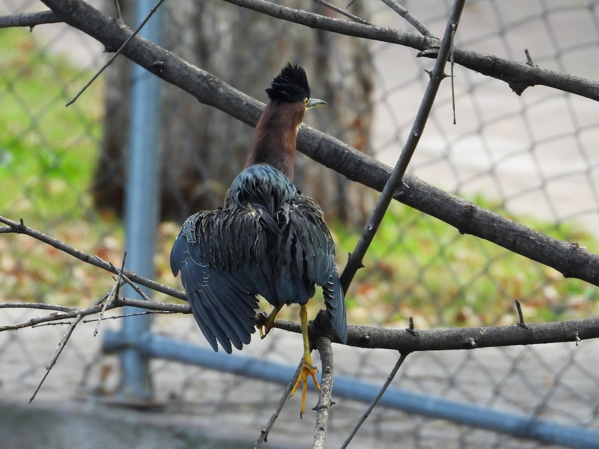 Зеленоспинная цапля - ML646553675