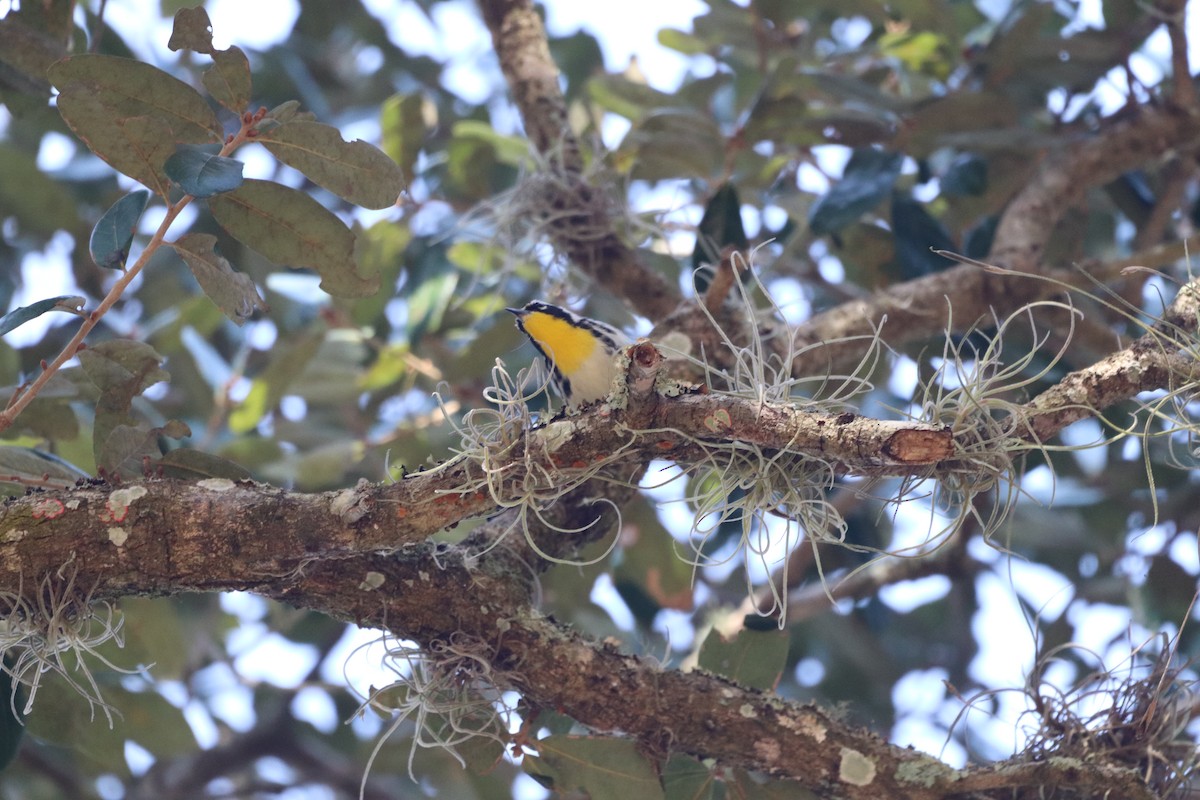 Yellow-throated Warbler - ML646553676