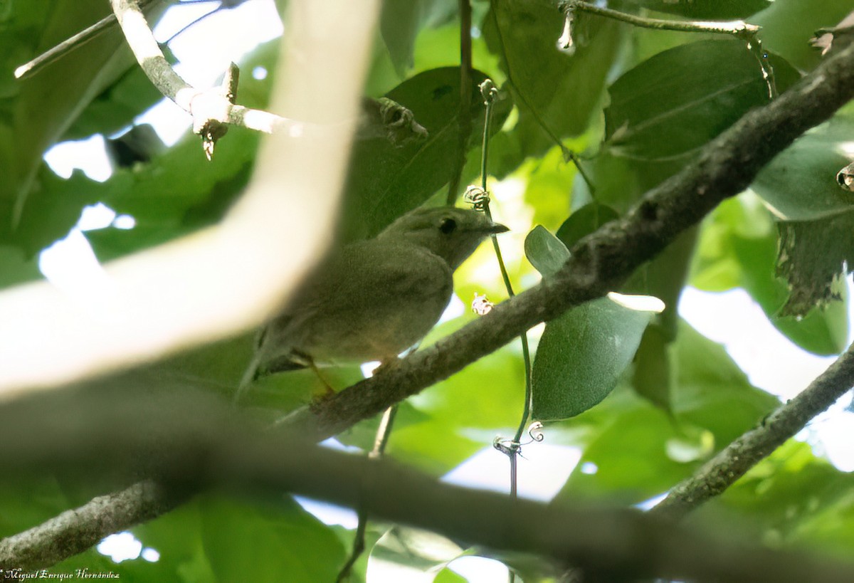 Long-tailed Manakin - ML646553677