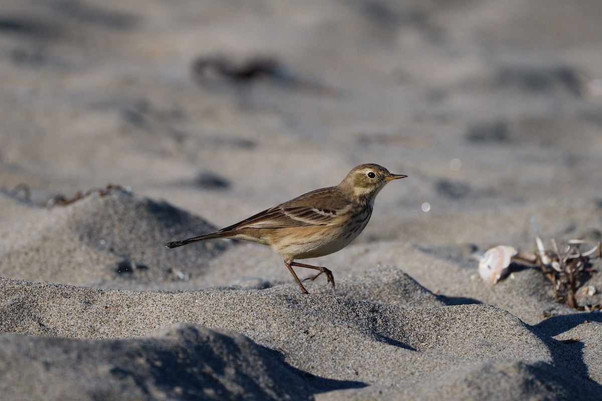 Spioncello del Pacifico - ML646553691