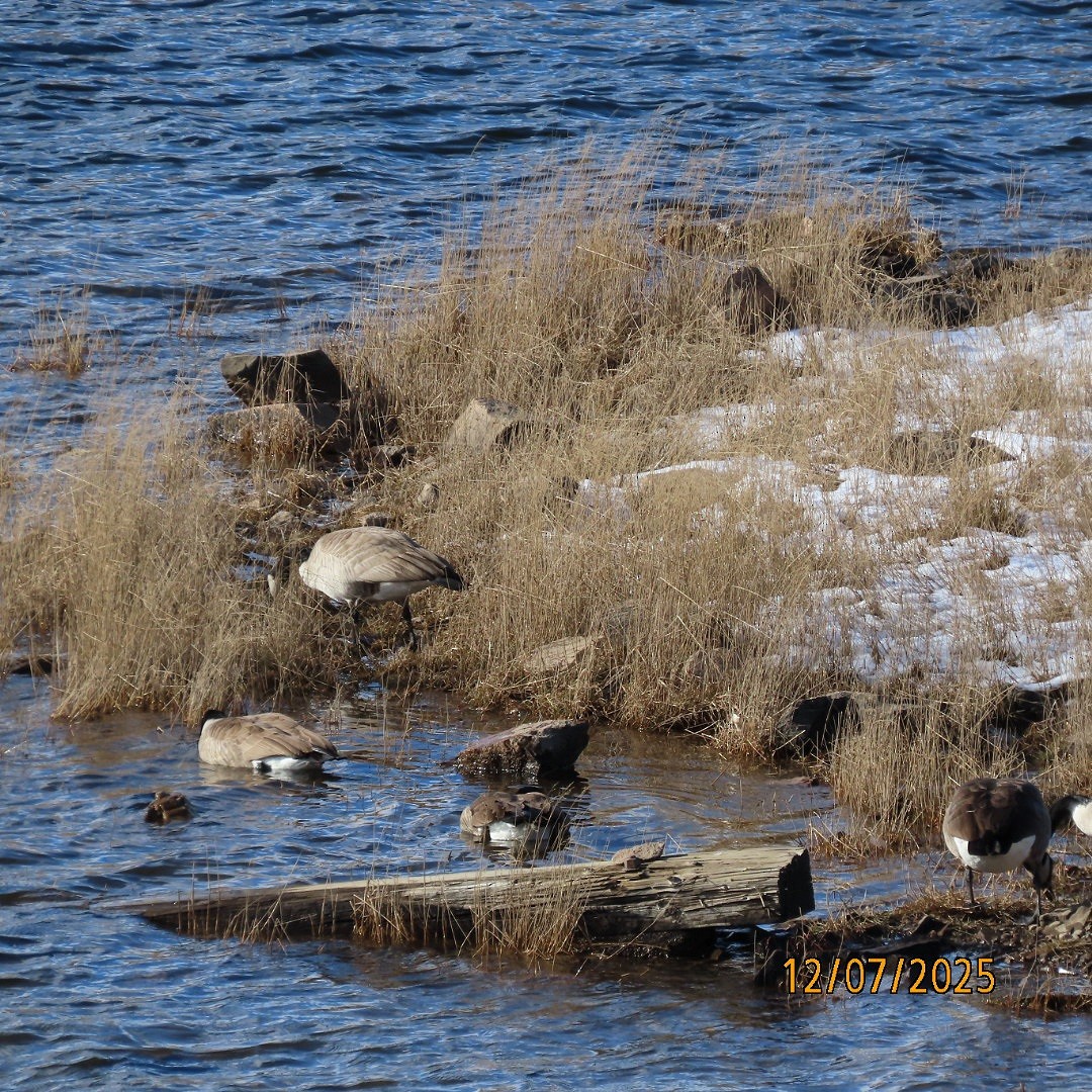 Канадская казарка - ML646553692