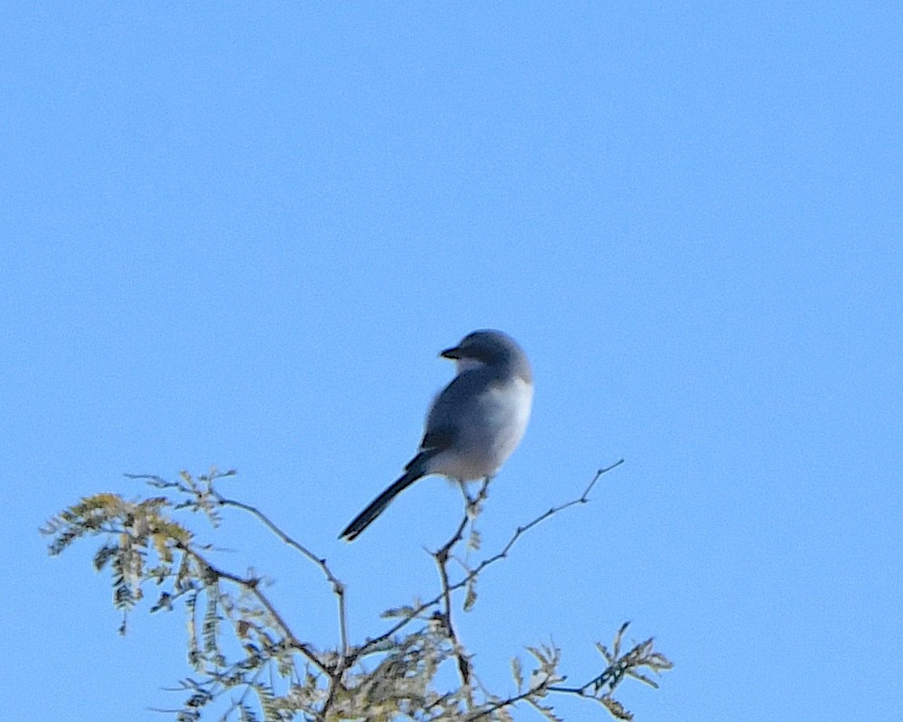 Loggerhead Shrike - ML646553699
