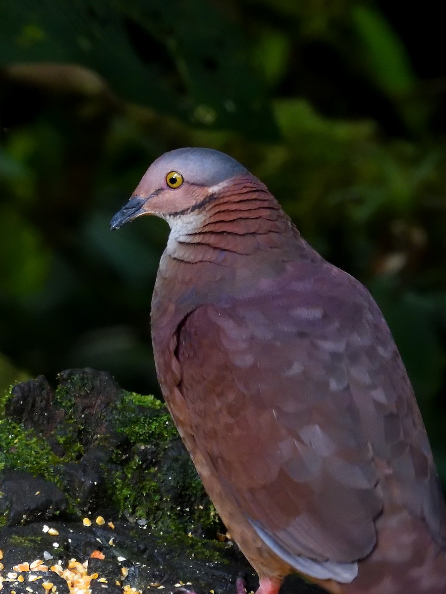 White-throated Quail-Dove - ML646553700