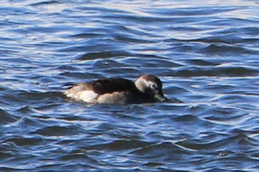 Long-tailed Duck - ML646553701